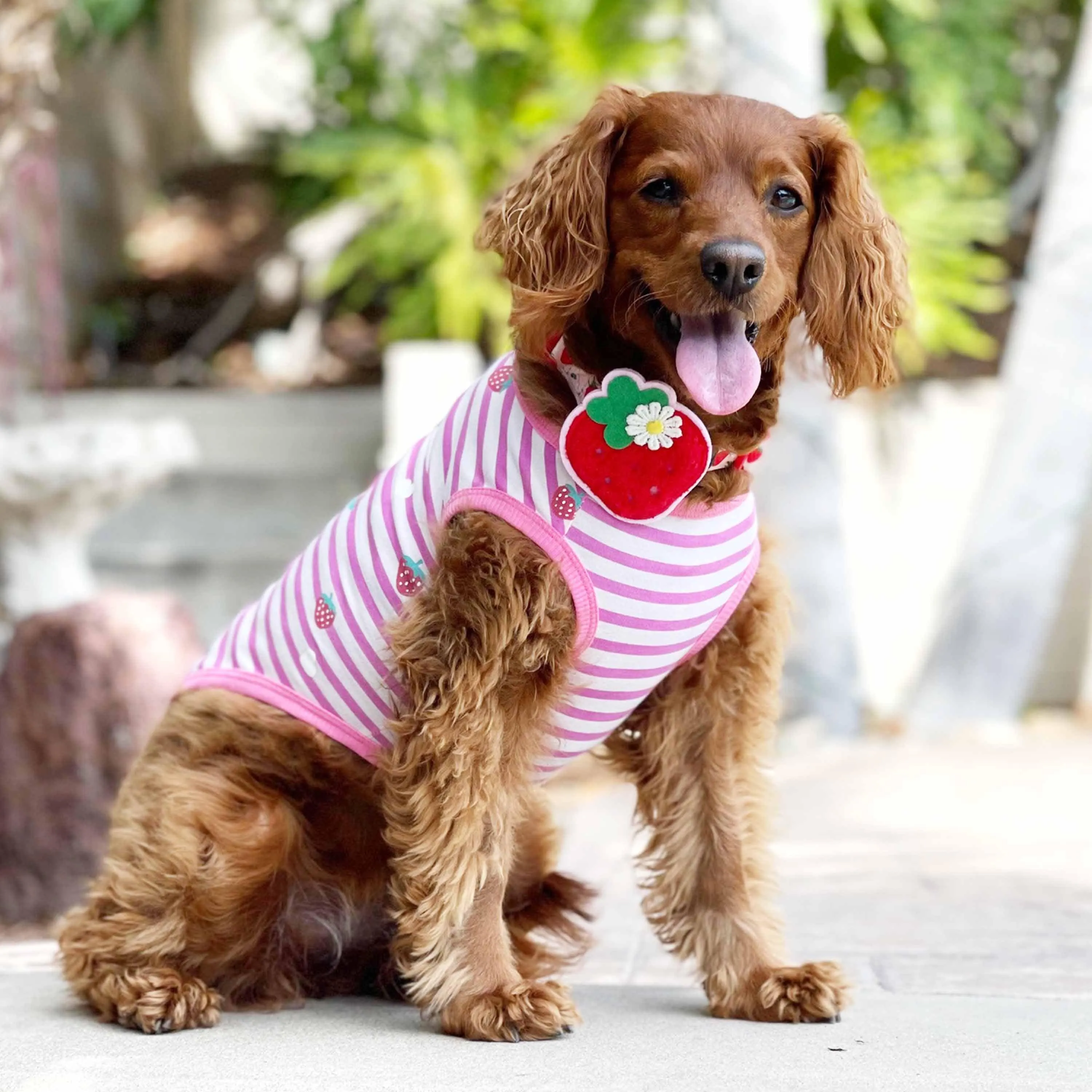 Wonderland Dog T-Shirts, 2 Pack for Spring Adventures
